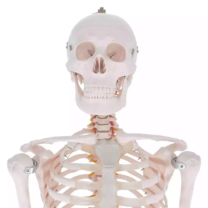 Inimese skelett 180 cm - Image 2