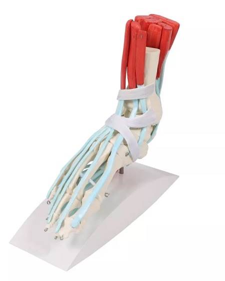 Jala skelett sidemetega - Image 3