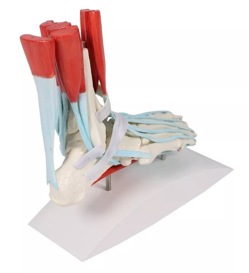 Jala skelett sidemetega - Image 4