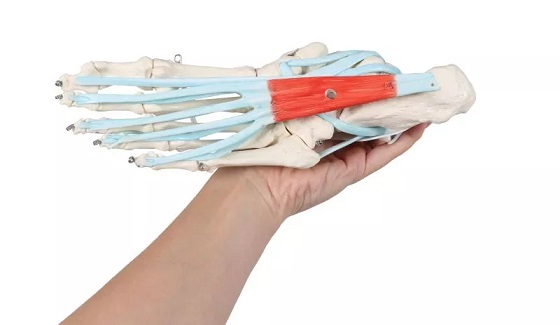 Jala skelett sidemetega - Image 6