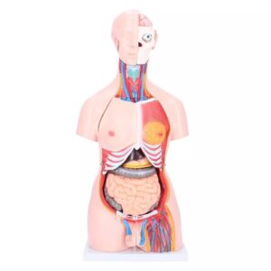 Kahesooline torso, 40-osaline