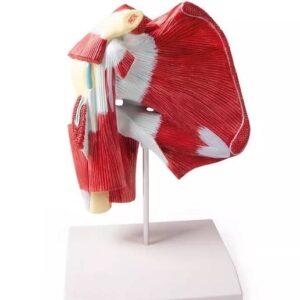 Õla mudel süvalihastega