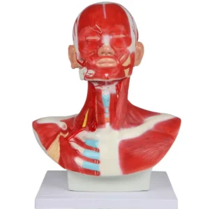 Pea-, kaela- ja rindkerelihased, 1-osaline mudel