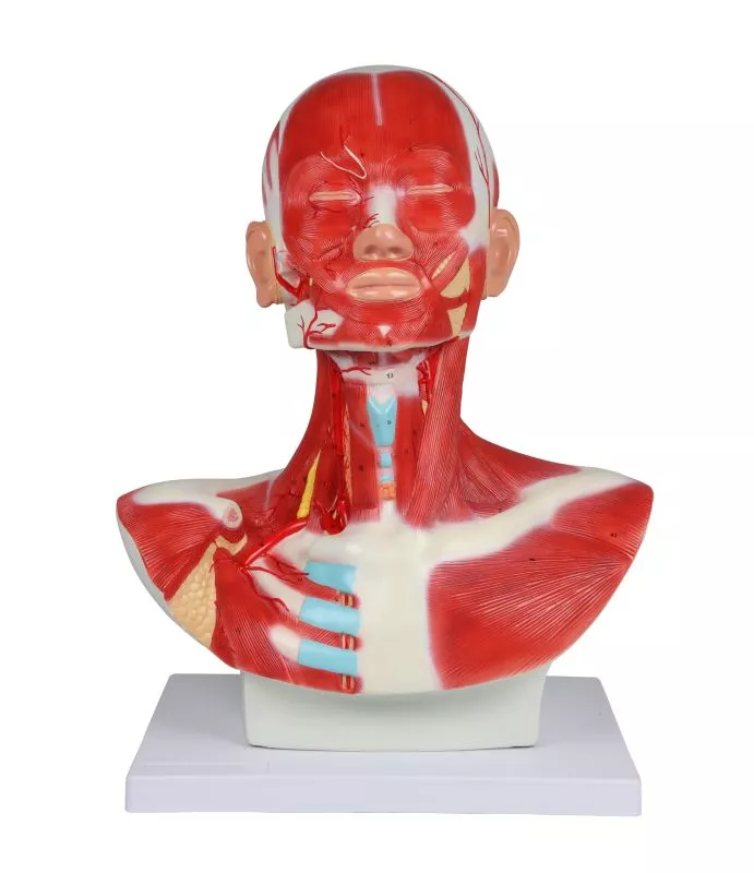 Pea-, kaela- ja rindkerelihased, 1-osaline mudel