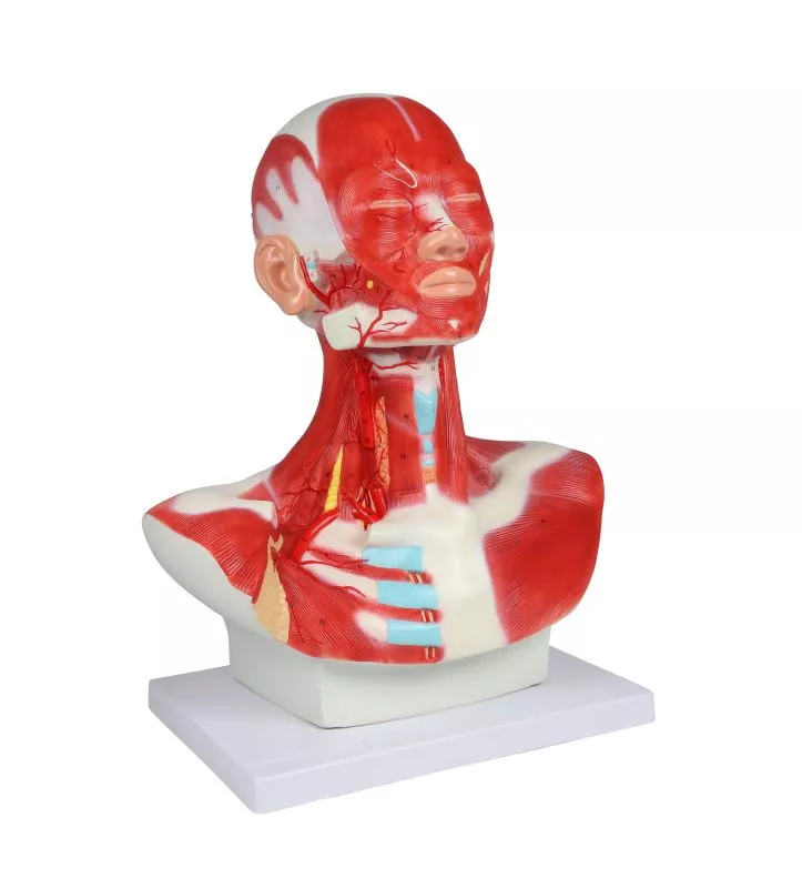 Pea-, kaela- ja rindkerelihased, 1-osaline mudel - Image 3