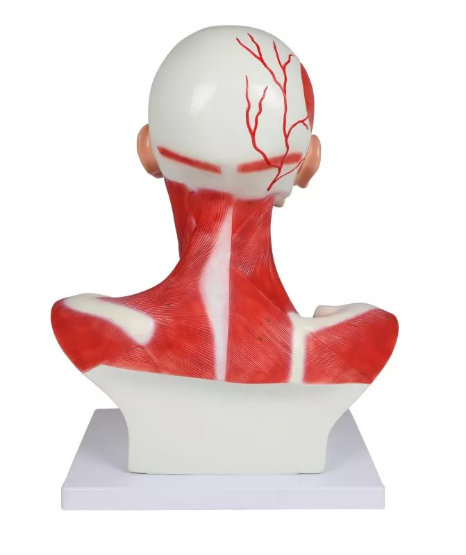 Pea-, kaela- ja rindkerelihased, 1-osaline mudel - Image 6