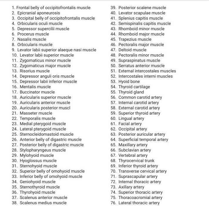 Pea-, kaela- ja rindkerelihased, 1-osaline mudel - Image 7