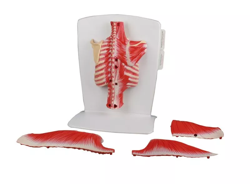 Seljalihase mudel, 4-osaline - Image 2