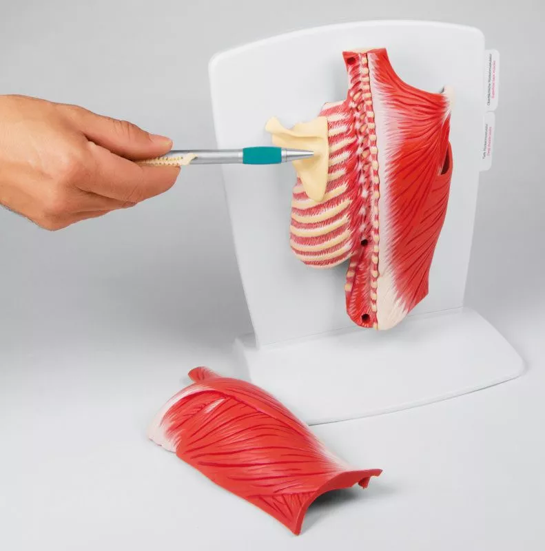 Seljalihase mudel, 4-osaline - Image 4